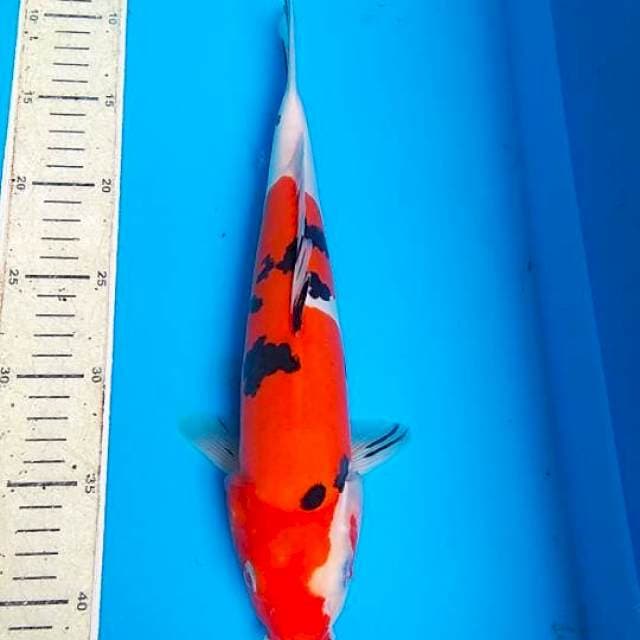 Sanke Doitsu 33cm