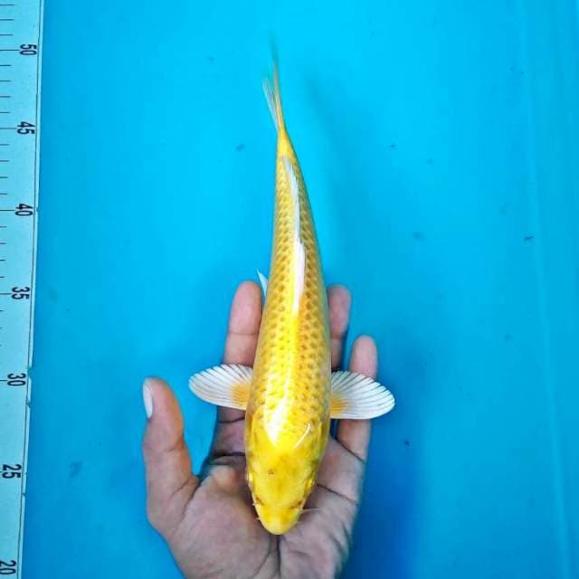 Ogon2*26cm