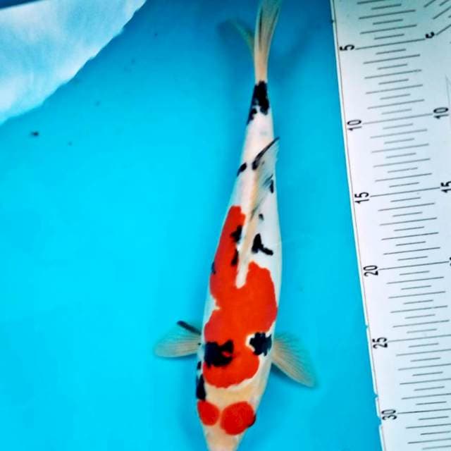 Sanke kacamata*30cm