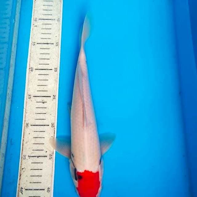 Tanco 32cm