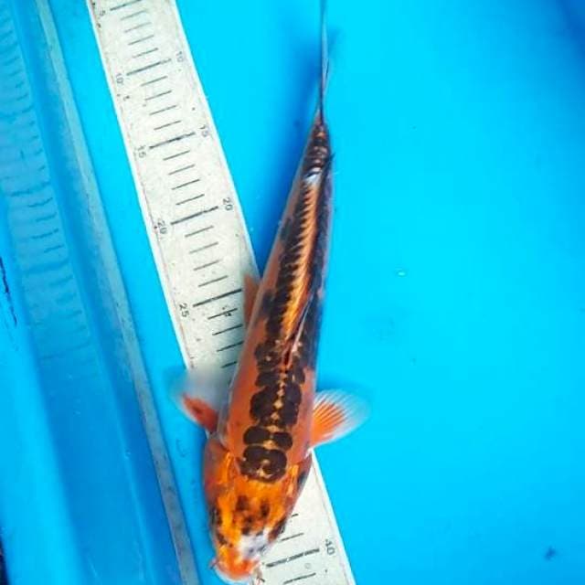 kojaku 32cm