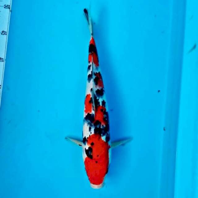 Sanke1*34cm