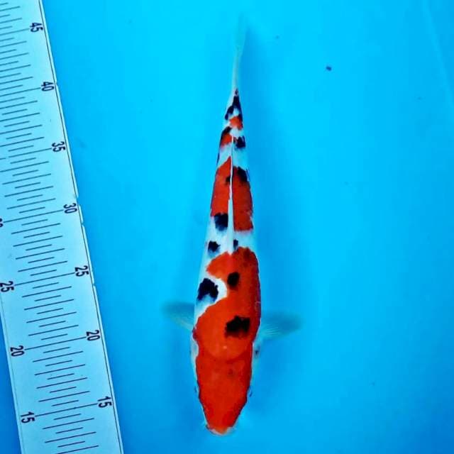 Sanke2*31cm