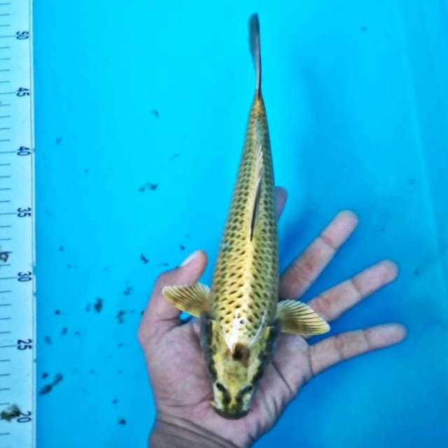 Antik*30cm