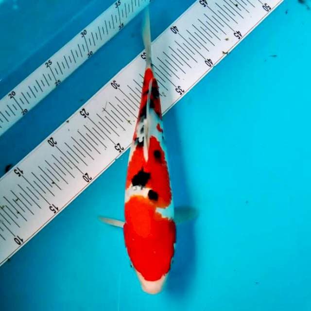 SANKE #32CM