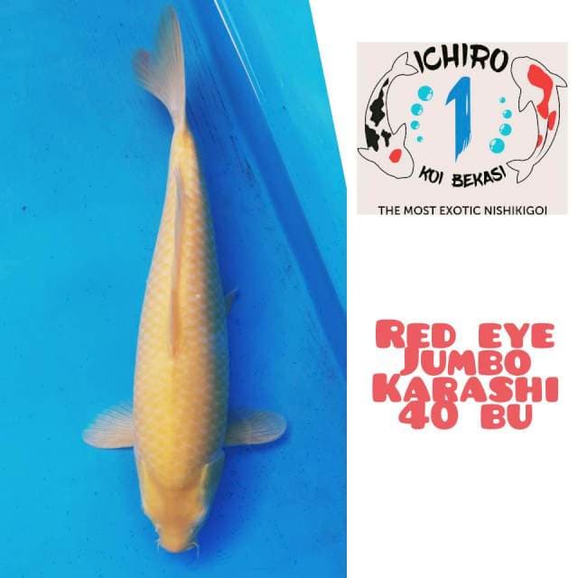 Karashi Lemon Mata Merah Jumbo 40Bu