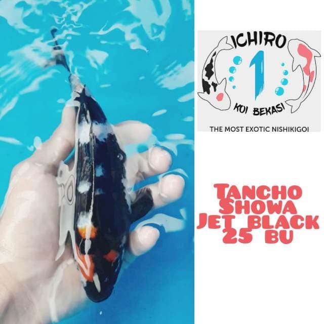 Maruten Jet Black Showa 25 Bu