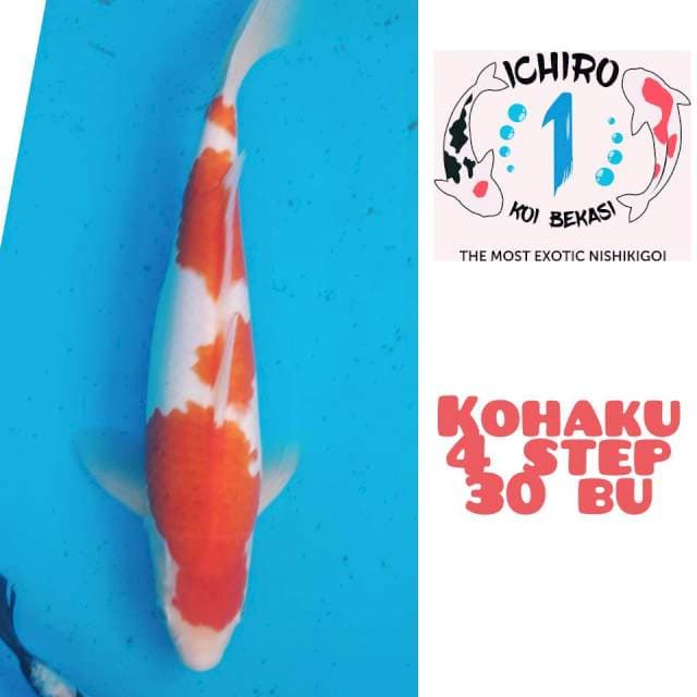HQ 3 Step Kohaku 30Bu