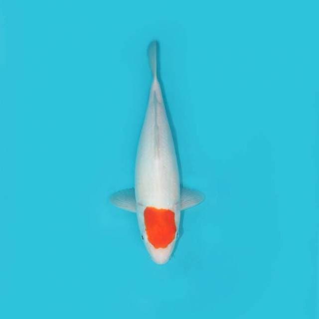 TANCHO KOHAKU 30 CM