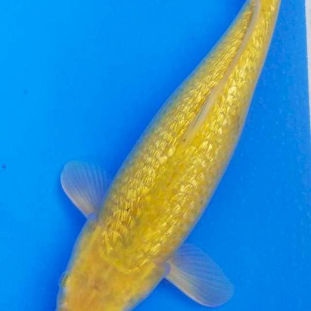 KARASHI F1 FULL GINRIN JUMBO