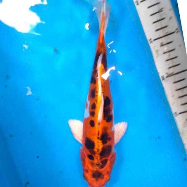 B.Kikokuryu antik