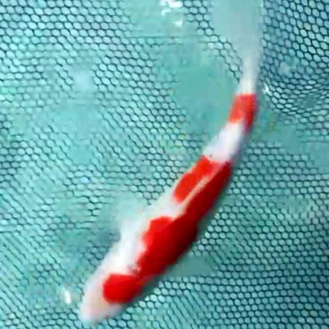 Red kohaku 30cm BU..joss