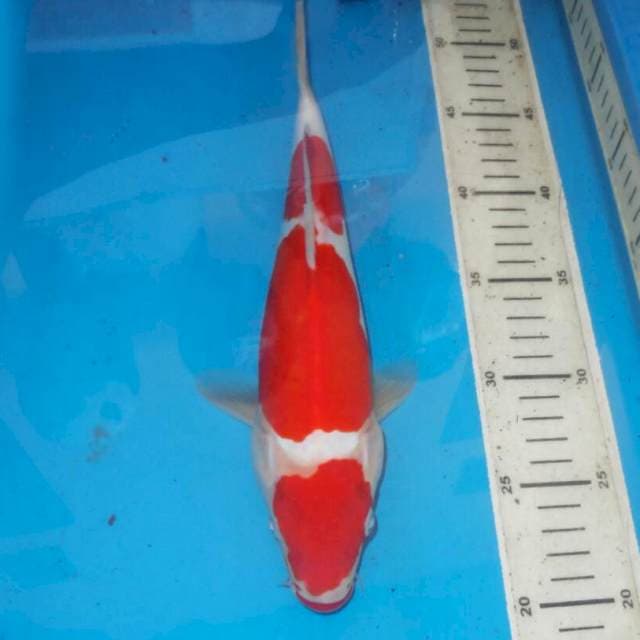 KOHAKU MERAH PUTIH