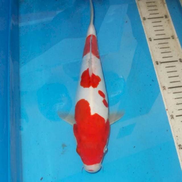 KOHAKU TOTOL TOTOL