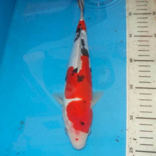 SANSHOKU MERONA