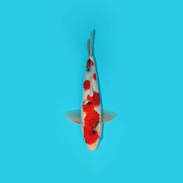 SANKE TATEGOI 26 CM