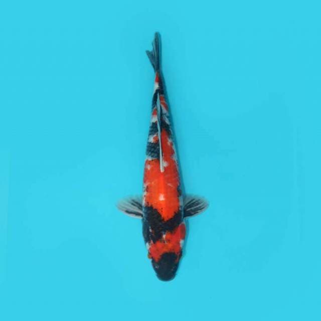 Showa 35 cm