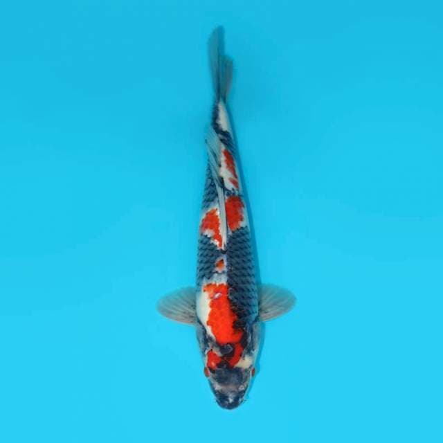 Showa 36 cm