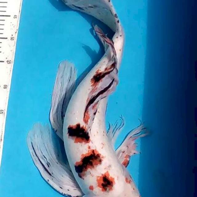 60cm jantan