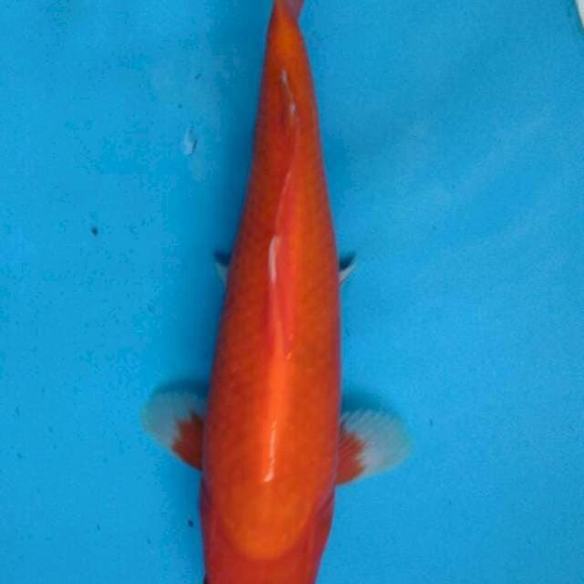 Benigoi