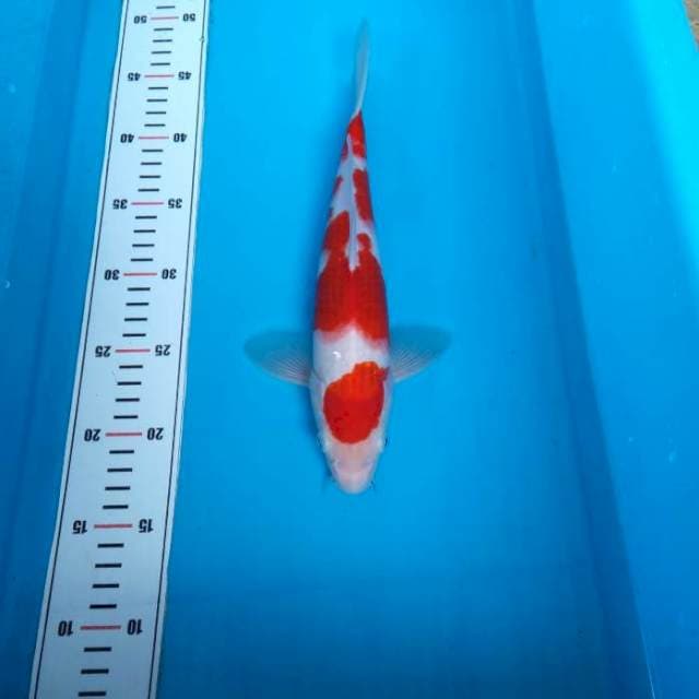 NJK - GOOD PATTERN KOHAKU