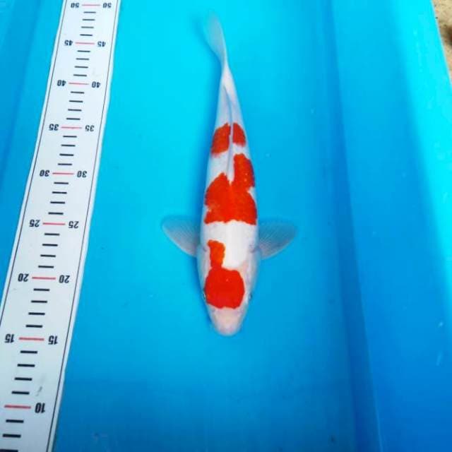 NJK - SANDAN KOHAKU