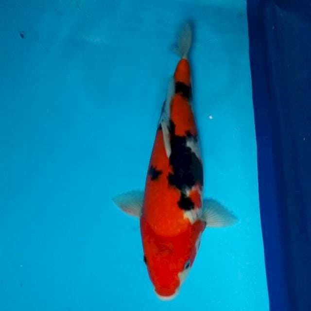 36CM - SHOWA