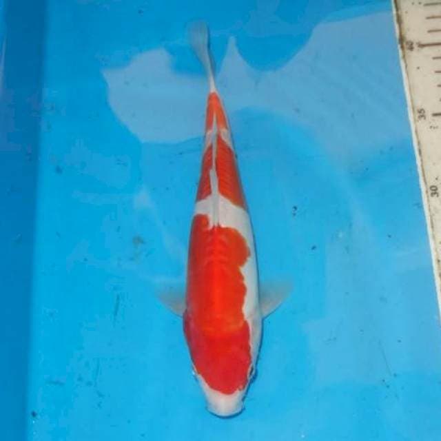 YOND KOHAKU