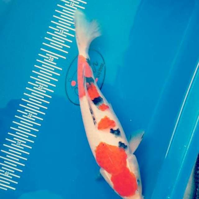 Sanke 31cm