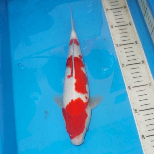 KOHAKU 3STEP BAGUS