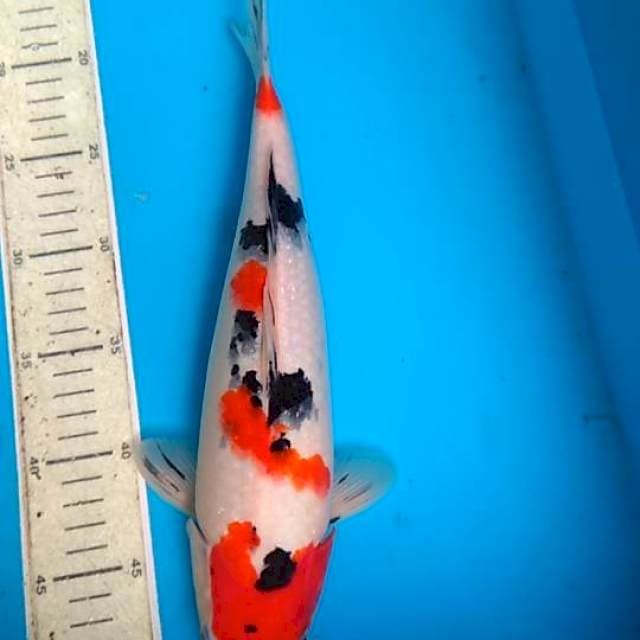 Sanke 33cm