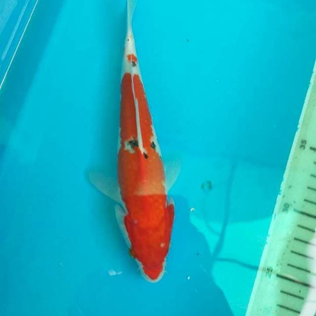 SANKE -+26cm Cileungsi Bogor