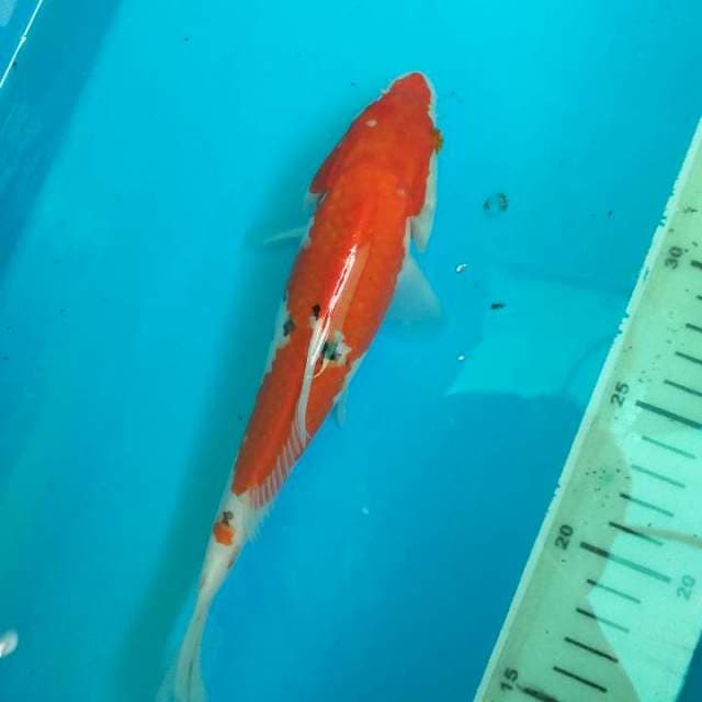 SANKE -+26cm Cileungsi Bogor