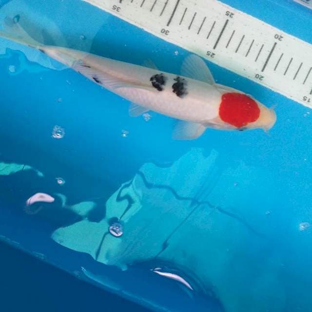 Bekko Tancho 29cm
