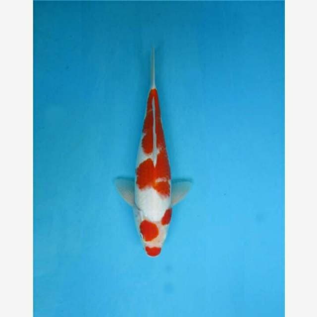 CENDRAWASIH KOI SHOP
