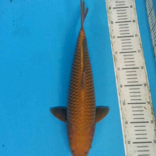 Chagoi tembaga