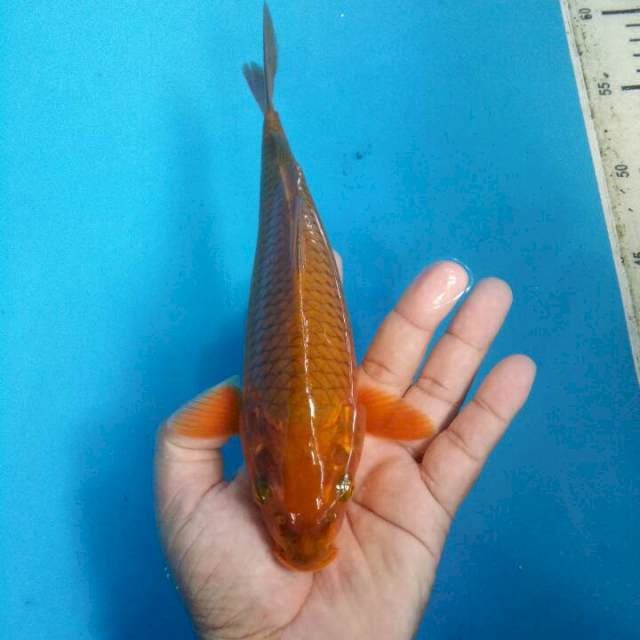 Chagoi tembaga