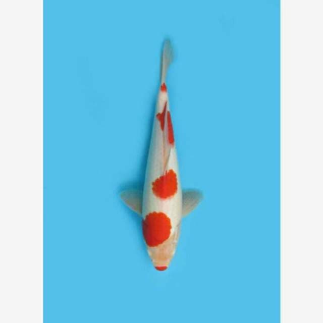 CENDRAWASIH KOI SHOP