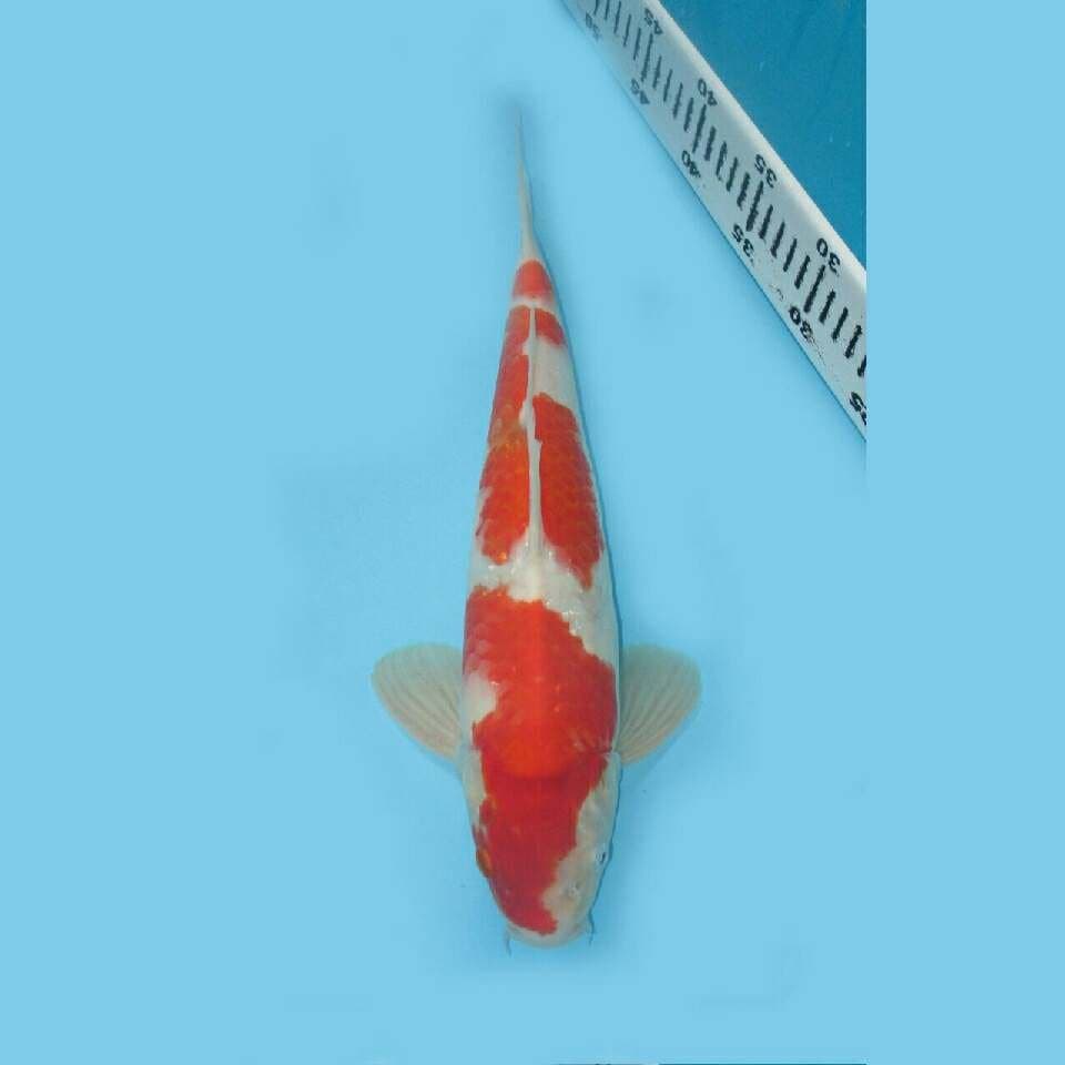 RED DRAGON - SANDAN KOHAKU F1 SAKAI
