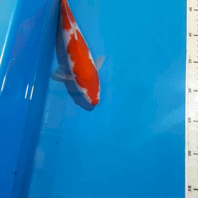 INAZUMA KOHAKU 25 CM