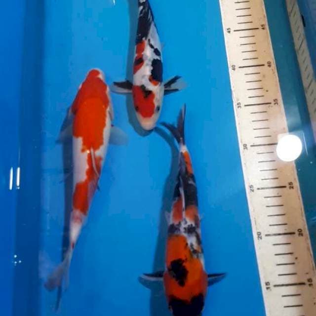 SANKE KOHAKU SHOWA 22&23 CM