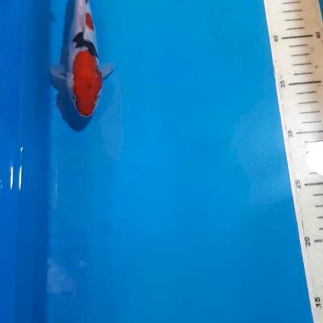 SANKE DOITSU 17 CM