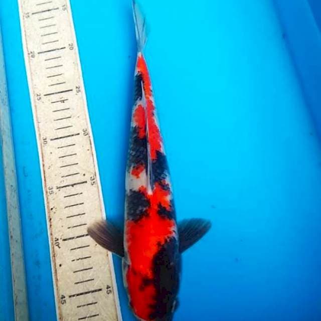Showa 33cm