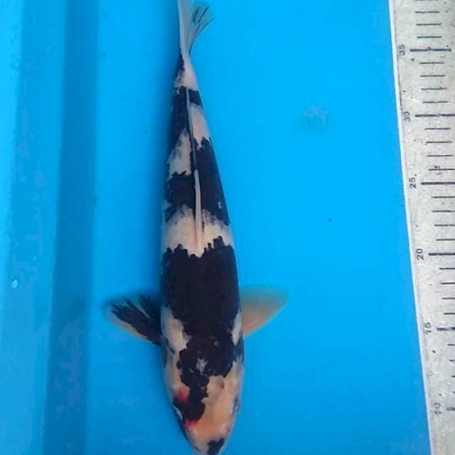 Shiro 33cm