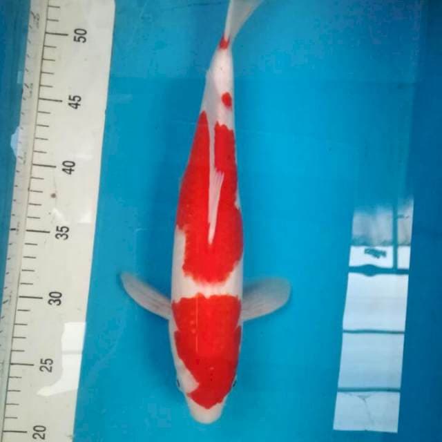 Kohaku ori putih halus, merah merona