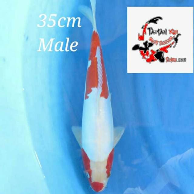 35cm Male - Kosui F1 Super Unique