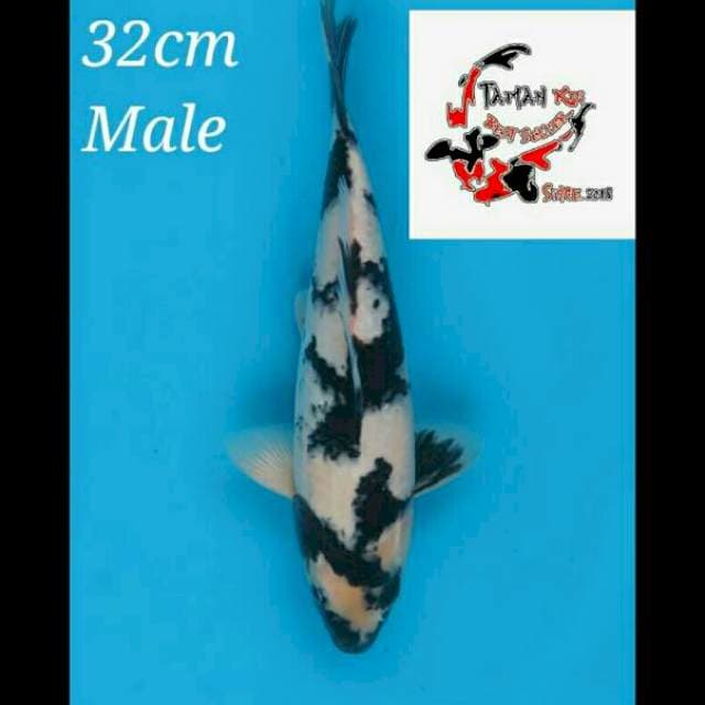 32cm Male - Shiro Good Patern