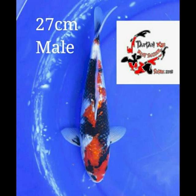 27cm Male - F1 Showa Full Ginrin