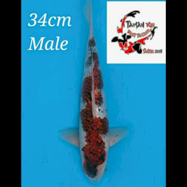 34cm Male - F1 Goromo Goshiki Ginrin