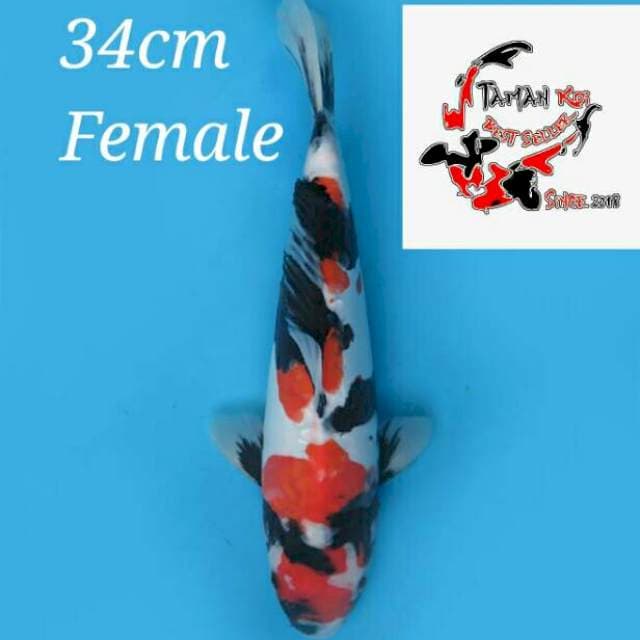 34cm Female - F1 Kindai Showa Doitsu Ori Pola